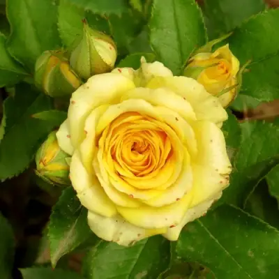 Роза САН СИТИ спрей в Дзержинске