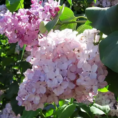 Сирень ГОРТЕНЗИЯ в Дзержинске