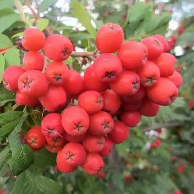 Рябина НЕВЕЖИНСКАЯ сладкоплодная в Дзержинске