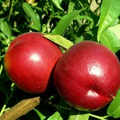 Нектарин НЕКТАРЕД-4 в Дзержинске