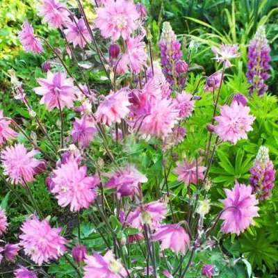 Аквилегия БАРЛОУ ПИНК гибрид МакКаны в Дзержинске