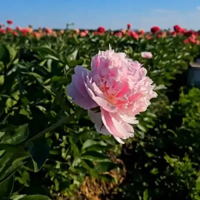 Пион ИМПЕРАТОРСКАЯ НАЛОЖНИЦА древовидный в Дзержинске