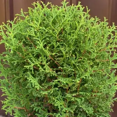 Туя ХОЗЕРИ западная в Дзержинске