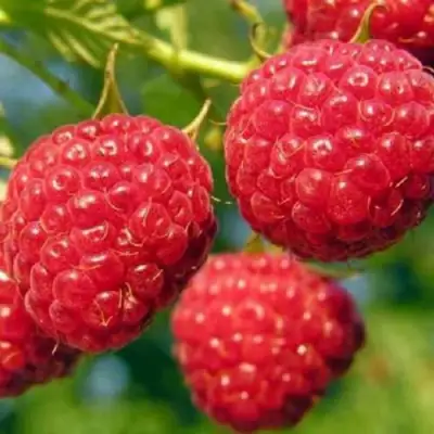 Малина ГЛЕН АМПЛ в Дзержинске