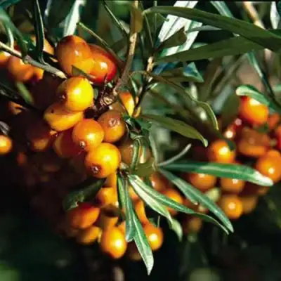 Облепиха ДАР КАЗАКОВУ в Дзержинске