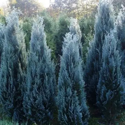 Кипарисовик ДАРТС БЛЮ РИББОН лавсона в Дзержинске