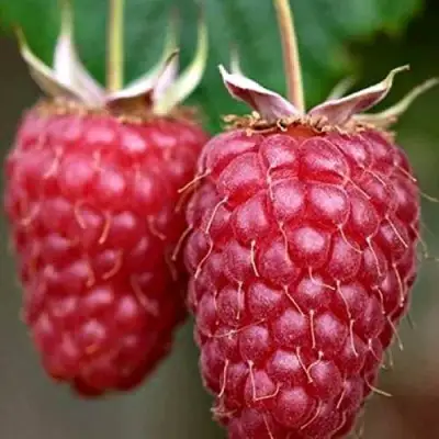 Малина РУБИНОВОЕ ОЖЕРЕЛЬЕ в Дзержинске