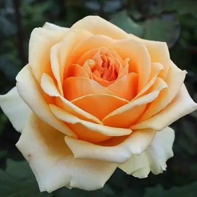 Роза ГЕЙША чайно-гибридная в Дзержинске