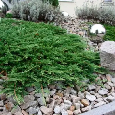 Можжевельник ПРИНЦ ОФ УЭЛЬС горизонтальный в Дзержинске