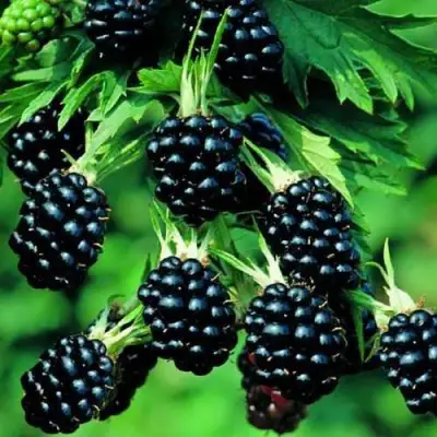 Ежевика КИТАНИНИ бесшипная  в Дзержинске