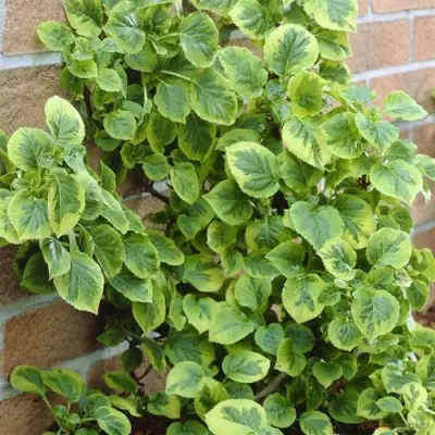 Гортензия МИРАНДА черешковая в Дзержинске