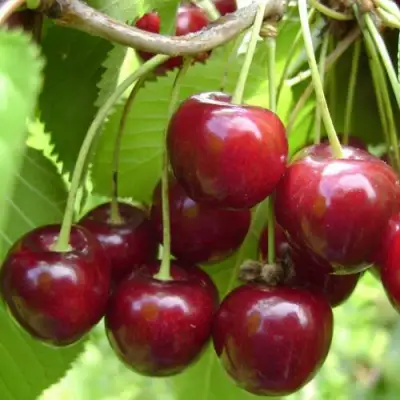 Вишня ХАРИТОНОВСКАЯ в Дзержинске