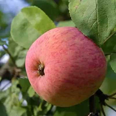 Яблоня МЕЛБА в Дзержинске