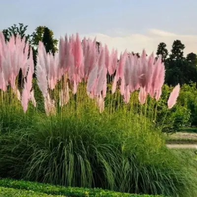 Кортадерия розовая (пампасная трава) в Дзержинске