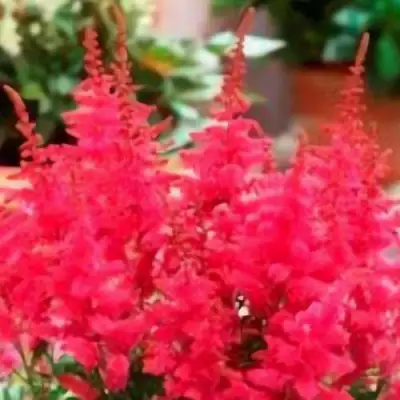 Астильба ЮНИК КАРМИН гибридная в Дзержинске