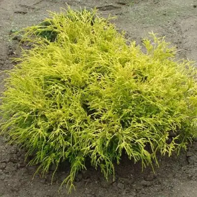 Кипарисовик ГОЛДЕН МОП горохоплодный в Дзержинске