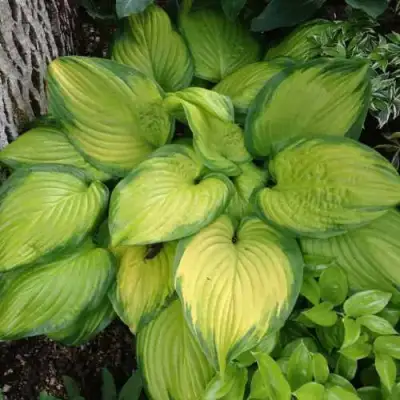 Хоста СТЕЙНД ГЛАСС гибридная в Дзержинске