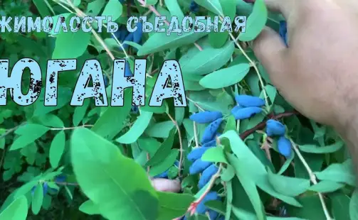 Превью видео