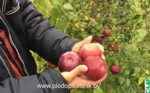 Превью видео