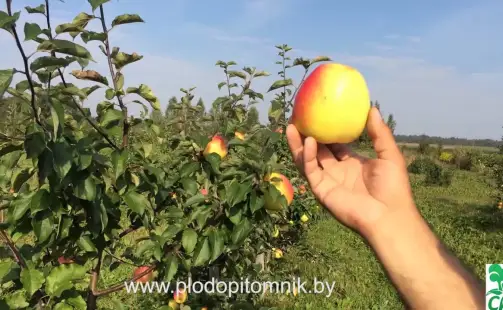 Превью видео