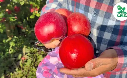 Превью видео