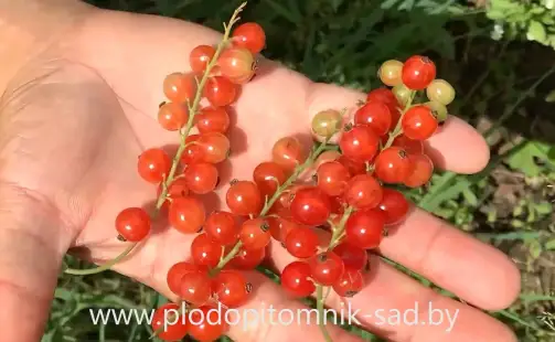 Превью видео