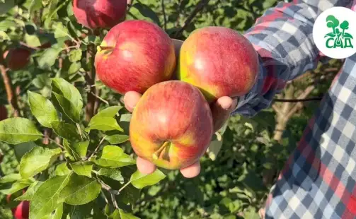 Превью видео