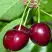 Черешня ВАСИЛИСА в Дзержинске