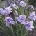 Ирис ИМПЕРИАЛ ОПАЛ сибирский в Дзержинске