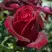 Роза ПАПА МЕЙЯН чайно-гибридная в Дзержинске