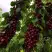 Черешня ХЕЛЕНА колоновидная в Дзержинске