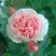 Роза ФИЛИНГ чайно-гибридная в Дзержинске