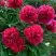 Пион БЕЛГРАВИЯ травянистый в Дзержинске