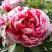 Пион РЕД ВИЗ ПИНК древовидный в Дзержинске
