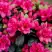 Азалия КАНЗОНЕТТА японская в Дзержинске