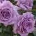 Роза ЛАВ СОНГ флорибунда в Дзержинске