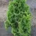 Туя ЗМАТЛИК западная в Дзержинске