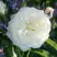 Роза АЛАБАСТЕР флорибунда в Дзержинске