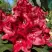Рододендрон МАТАДОР в Дзержинске