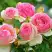Роза ПЬЕР ДЕ РОНСАР плетистая в Дзержинске