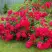 Роза РАДОСТЬ САДОВНИКА (ГАРТЕН ФРОЙДЕ) почвопокровная в Дзержинске