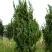 Можжевельник КАЙЗУКА китайский в Дзержинске