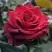 Роза ЭКСПЛОРЕР чайно-гибридная в Дзержинске