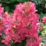 Гортензия МЕГА МИНДИ метельчатая в Дзержинске