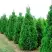 Туя СПИРАЛИС западная в Дзержинске
