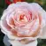 Роза АНДРЕ ЛЕ НОТР чайно-гибридная в Дзержинске