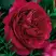 Роза КЕЙТ английская в Дзержинске