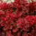 Барбарис РЕД ХОТ ЧИЛИ тунберга в Дзержинске