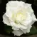 Роза МОНДИАЛЬ чайно-гибридная в Дзержинске