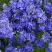 Вероника РОЯЛ БЛЮ большая в Дзержинске